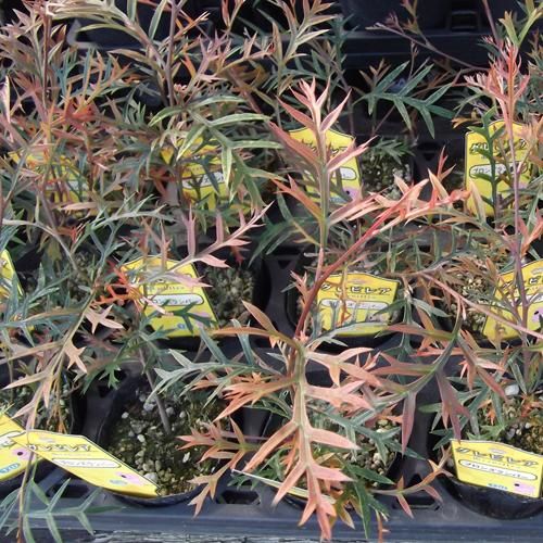 グレビレア・ブロンズランバー - 植物と暮らす m-plant グレビレア・ブロンズランバー - 植物と暮らす m-plant