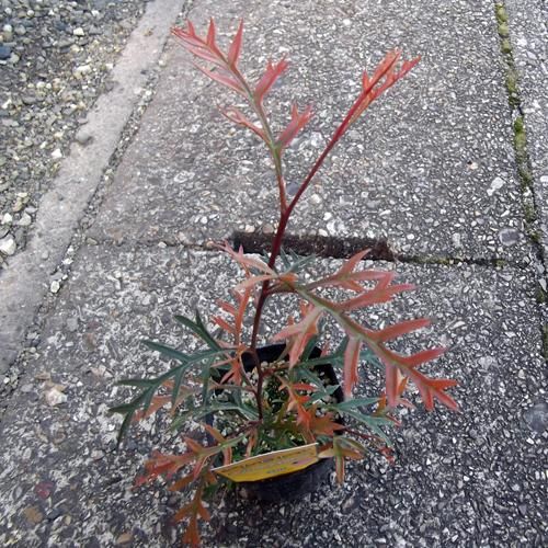 グレビレア・ブロンズランバー - 植物と暮らす m-plant