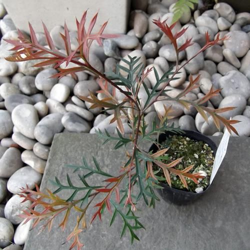 グレビレア・ブロンズランバー - 植物と暮らす m-plant グレビレア・ブロンズランバー - 植物と暮らす m-plant