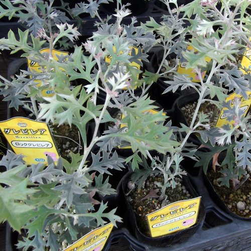 グレビレア・ウィリシィー（ロック グレビレア） - 植物と暮らす m-plant