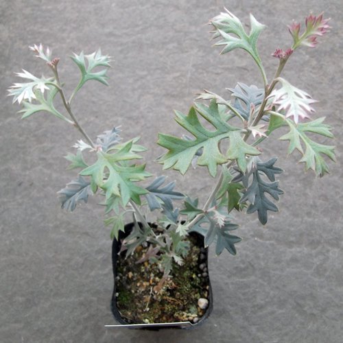 グレビレア・ウィリシィー（ロック グレビレア） - 植物と暮らす m-plant