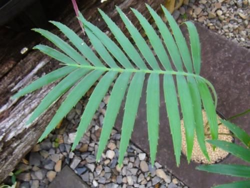 ディオーン・スピヌロスム 5号 - 植物と暮らす m-plant