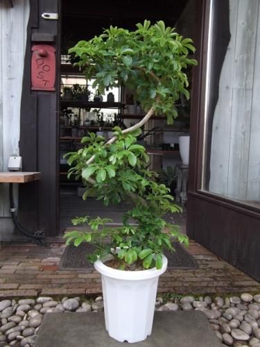 シェフレラ・レナータ 曲り幹 8号 - 植物と暮らす m-plant