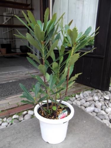 テロペア・スペシオシッシマ 6号 - 植物と暮らす m-plant テロペア・スペシオシッシマ 6号 - 植物と暮らす m-plant