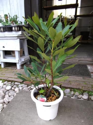 テロペア・スペシオシッシマ 6号 - 植物と暮らす m-plant テロペア・スペシオシッシマ 6号 - 植物と暮らす m-plant