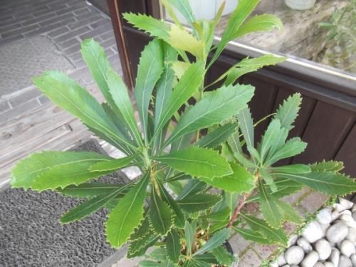 テロペア・スペシオシッシマ 6号 - 植物と暮らす m-plant