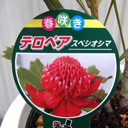 テロペア・スペシオシッシマ 6号 - 植物と暮らす m-plant