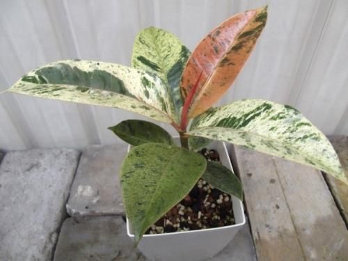フィカス・ジン(実生) 4号 - 植物と暮らす m-plant フィカス・ジン(実生) 4号 - 植物と暮らす m-plant