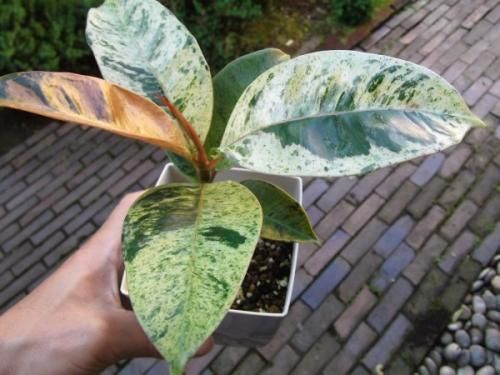 フィカス・ジン(実生) 4号 - 植物と暮らす m-plant フィカス・ジン(実生) 4号 - 植物と暮らす m-plant