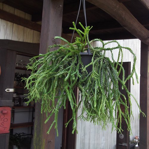 フペルジア・トライアングル サツール 吊り - 植物と暮らす m-plant