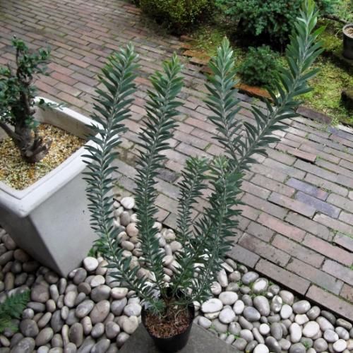 アカシア・ブルーブッシュ 5号 - 植物と暮らす m-plant