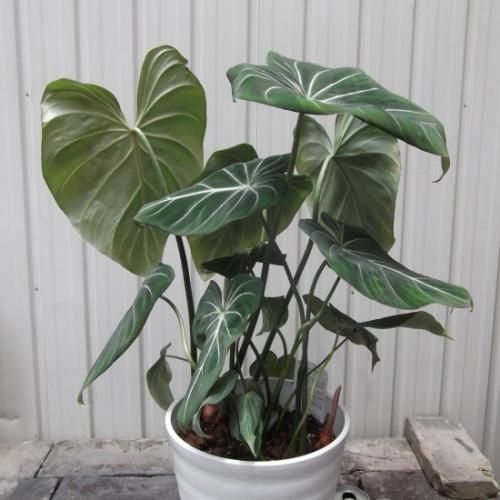 フィロデンドロン・グロリオーサム 7号 - 植物と暮らす m-plant フィロデンドロン・グロリオーサム 7号 - 植物と暮らす m-plant