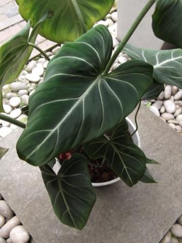 フィロデンドロン・グロリオーサム 7号 - 植物と暮らす m-plant フィロデンドロン・グロリオーサム 7号 - 植物と暮らす m-plant