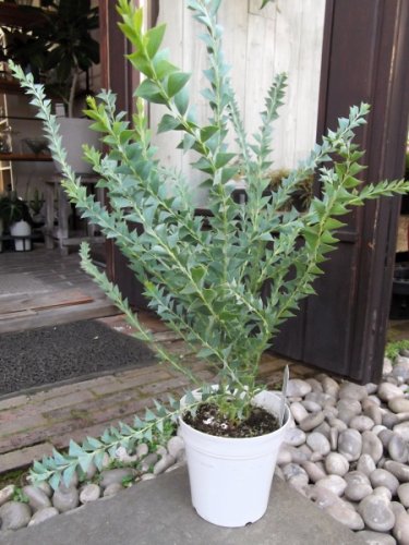サンカクバアカシア ５号 - 植物と暮らす m-plant