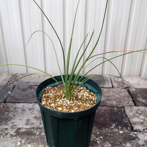ダシリリオン・クアドラングラタム ５号 - 植物と暮らす m-plant