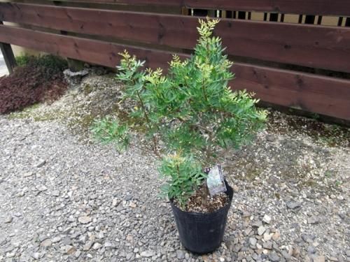 ①*:ஐ希少*:ஐ【ピスタキア　マスティックツリー（レンティスクス）】苗木・７号 ①*:ஐ希少*:ஐ【ピスタキア マスティックツリー（レンティス