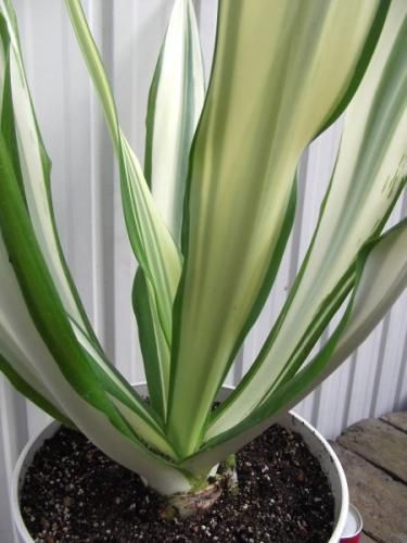 フラクラエア　メディオピクタ　フォチエダ　希少　大株　送料無料 フラクラエア メディオピクタ フォチエダ 希少 大株 2025年最新