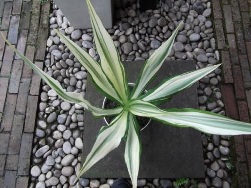 フルクラエア・フォエティダ メディオピクタ 7号 - 植物と
