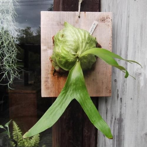 P.Horne's Surprise 】ビカクシダ ホーンズサプライズT103 Flying