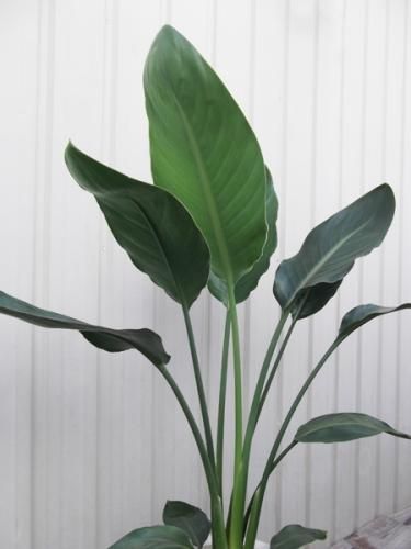 ストレリチア・レギネ 7号 - 植物と暮らす m-plant ストレリチア・レギネ 7号 - 植物と暮らす m-plant