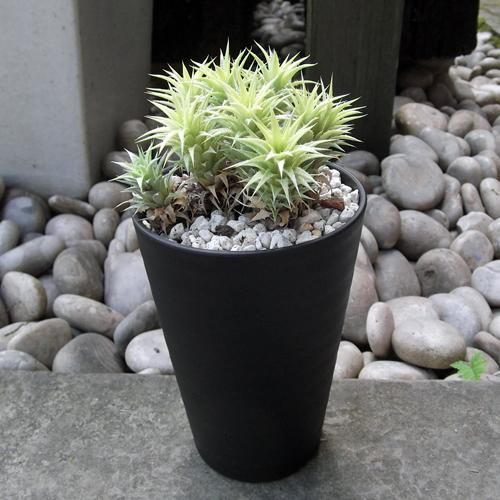 デウテロコニア　ブレビフォリア　クロランサ 多肉植物：デウテロコニア ブレビフォリア クロランサ*幅3.5cm