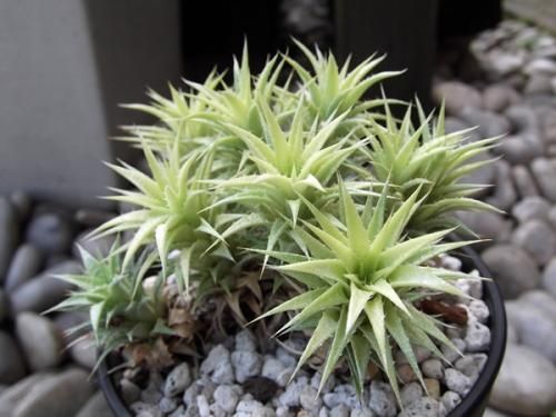 デウテロコニア・ブレビフォリア・クロランサ 3号 - 植物と