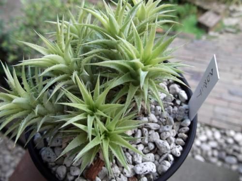 デウテロコニア・ブレビフォリア・クロランサ 3号 - 植物と暮らす m-plant