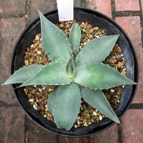 アガベ・パリー 5号 - 植物と暮らす m-plant