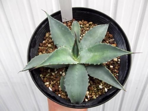 アガベ・パリー 5号 - 植物と暮らす m-plant