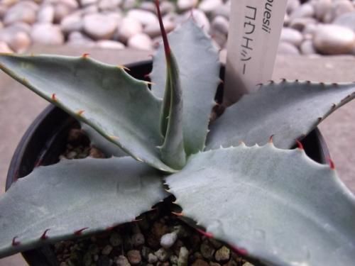 アガベ　パリー【3】 アガベ・パリー・トルンカータ 3号ロングポットx3株セット