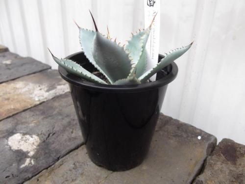 アガベ・グアダラハラナ 3.5号 - 植物と暮らす m-plant アガベ・グアダラハラナ 3.5号 - 植物と暮らす m-plant