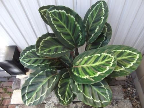 カラテア・ロゼオピクタ 7号 - 植物と暮らす m-plant