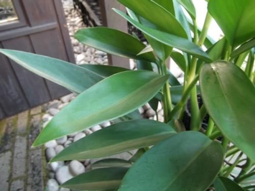 スキンダプサス・アンクル 7号 - 植物と暮らす m-plant スキンダプサス・アンクル 7号 - 植物と暮らす m-plant