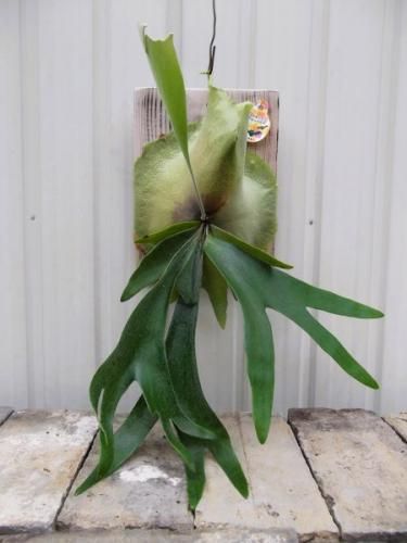 現物「プラティセリウム・アルシコルネ 吊り」７号　Platycerium 現物「プラティセリウム・アルシコルネ 吊り」7号 Platycerium