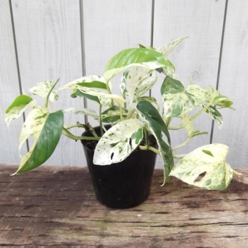 エピプレナム・ピナツム・マーブル 3.5号 - 植物と暮らす m-plant