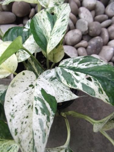 エピプレナム・ピナツム・マーブル 3.5号 - 植物と暮らす m-plant