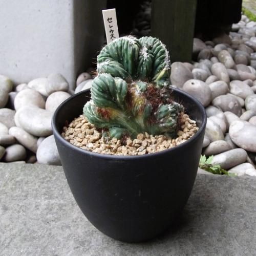 セレウス・ペルビアナス・モンストローサ 斑入り 4号 - 植物と