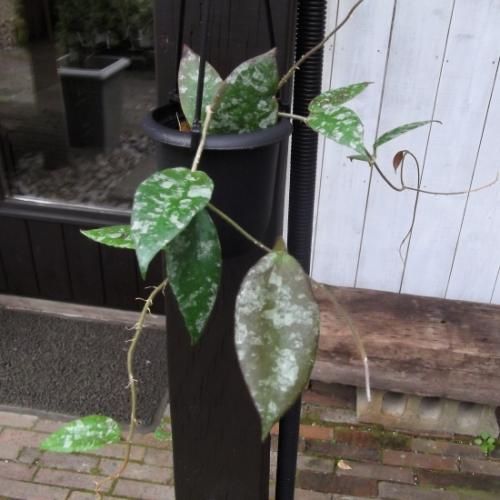 ホヤ　カウダータ 観葉植物】 ホヤ 『カウダータ』 | すべての商品 | | Junk sweet