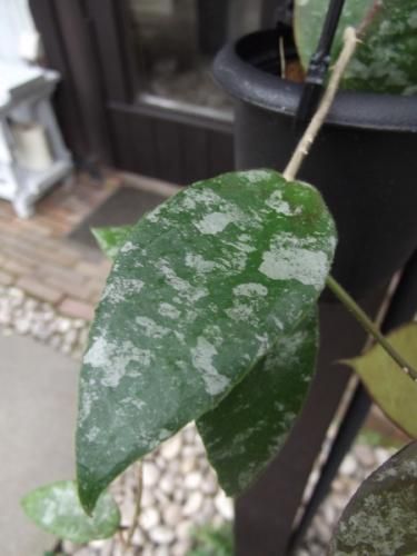 ホヤ　カウダータ 観葉植物】 ホヤ 『カウダータ』 | すべての商品 | | Junk sweet