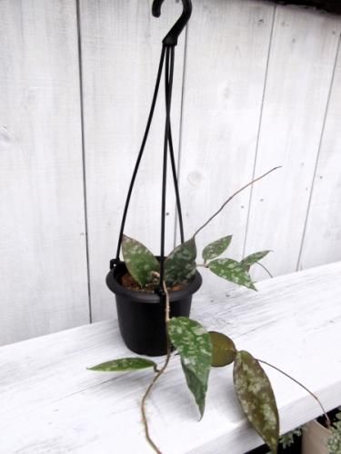 ホヤ　カウダータ 観葉植物】 ホヤ 『カウダータ』 | すべての商品 | | Junk sweet