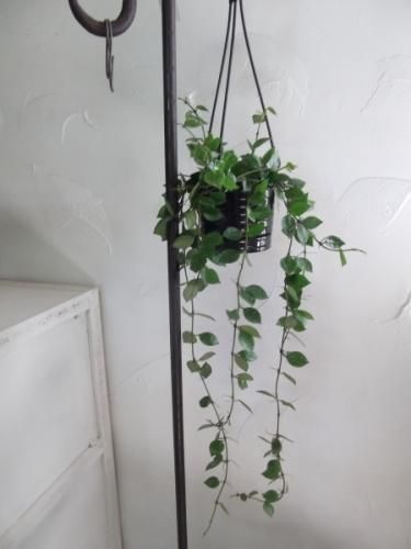 hoya ホヤ フィルラ ロング 4号 hanaikushop_ki-hoya-019-2