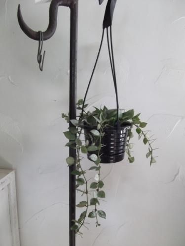 ホヤ・ クローニアナ・シルバー 吊り 4号 - 植物と暮らす m-plant