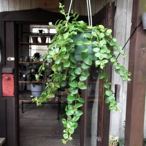 Amazon｜おしゃれ 観葉植物：エスキナンサス タイピンク*5号
