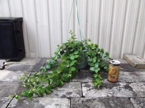 エスキナンサス・タイピンク 吊り 5号 - 植物と暮らす m-plant