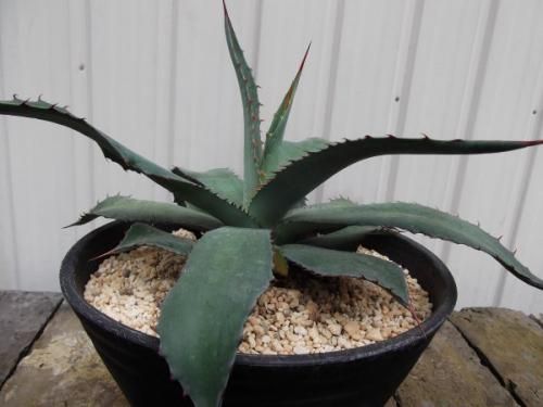 アガベ・マキシミリアナ 9号 - 植物と暮らす m-plant