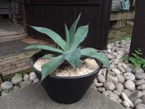 【現品・鉢まま出荷】かっこいい!!　アガベ・マキシミリアナ　大株 現品・鉢まま出荷】かっこいい!! アガベ・マキシミリアナ 大株