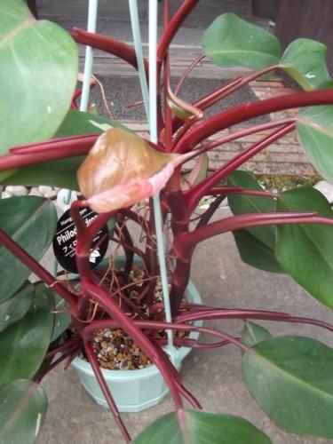 フィロデンドロン・ピンクプリンセス 吊り 5号 - 植物と暮らす フィロデンドロン・ピンクプリンセス 吊り 5号 - 植物と暮らす