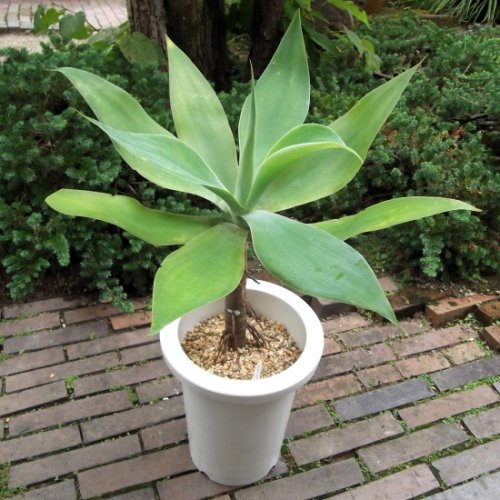 アガベ・アテナータ ７号 - 植物と暮らす m-plant