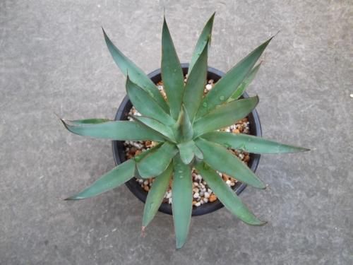 アガベ ペダンカリフェラ Agave Pedunculifera ロックガーデン