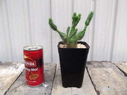 オベサブロウ 3号 - 植物と暮らす m-plant
